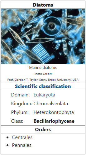 Gambar 1. Tabel Klasifikasi Diatom. (Diakses dari https://www.newworldencyclopedia.org/entry/Diatom).